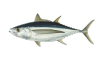 Albacore Tuna