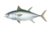 Bluefin Tuna