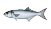 Bluefish