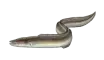 Conger Eel
