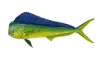 Dolphin (Mahi Mahi)