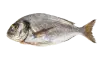 Gilt-head (Seabream)