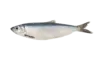Herring