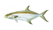 Leerfish (Garrick)
