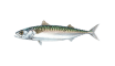 Atlantic Mackerel