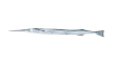 Needlefish