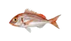 Common Pandora