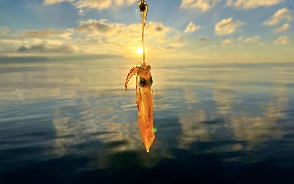 kalamari