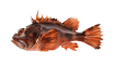 Scorpionfish
