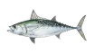 Little Tunny (False Albacore)